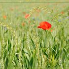 Mohn