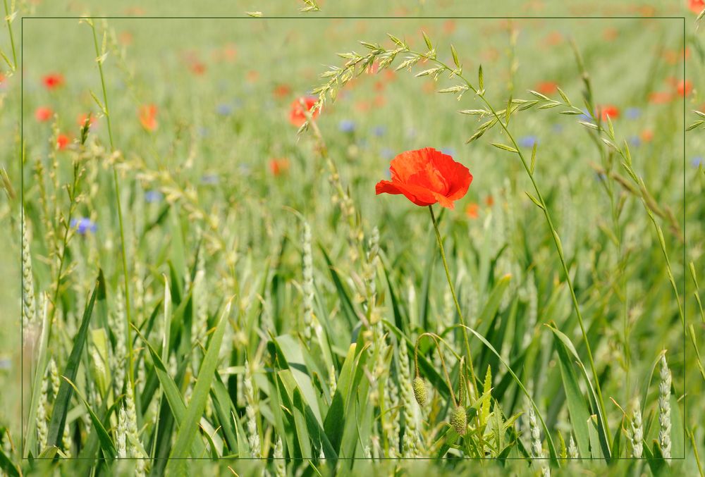 Mohn