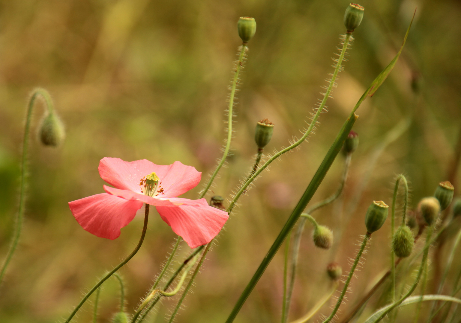 Mohn