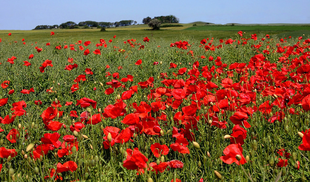 _Mohn_