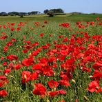 _Mohn_