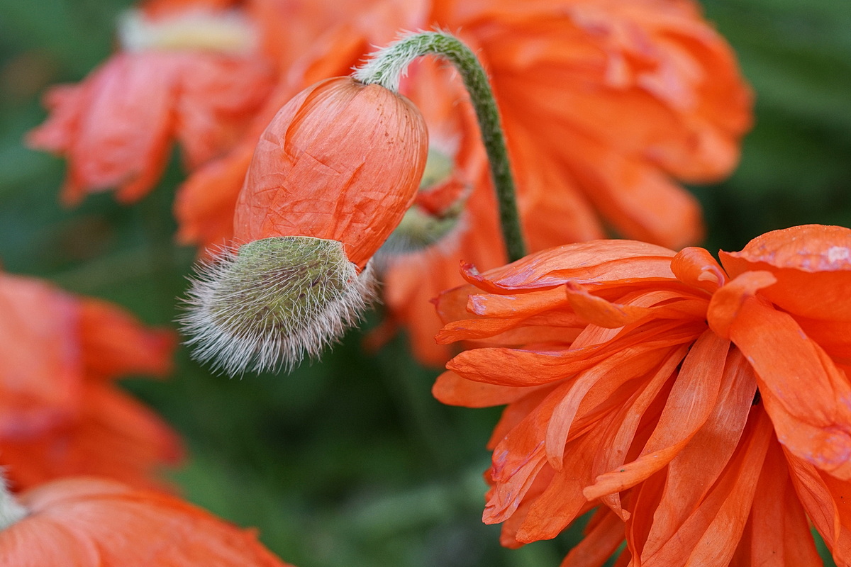  Mohn