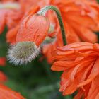  Mohn