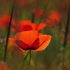 Mohn