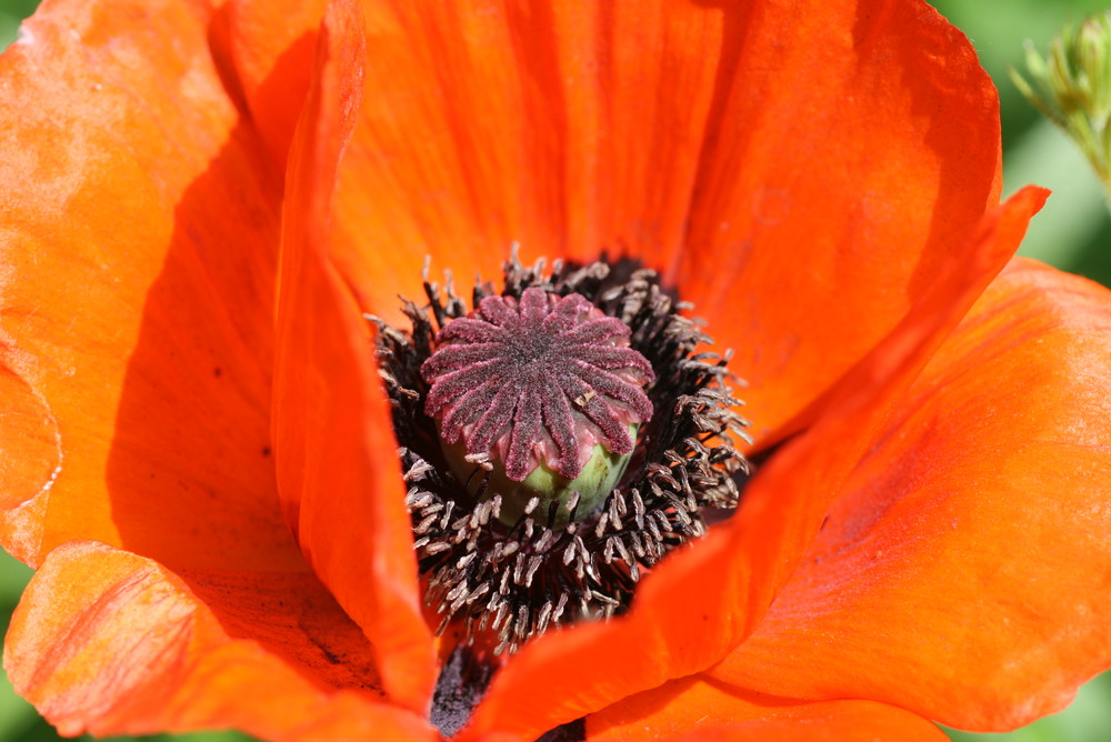 Mohn