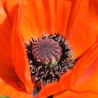 Mohn