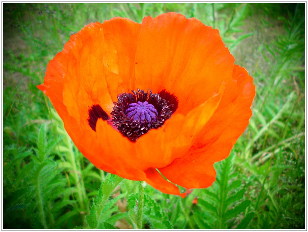 Mohn