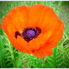 Mohn