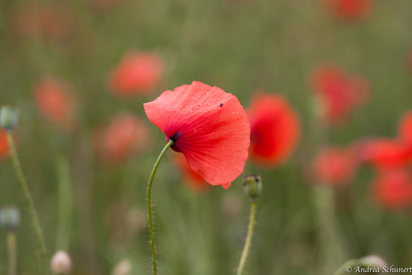 Mohn