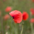 Mohn