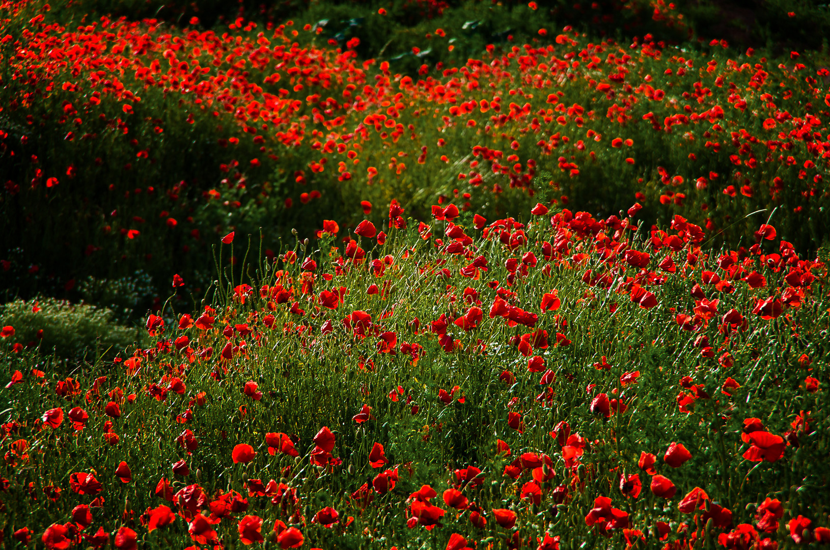 Mohn