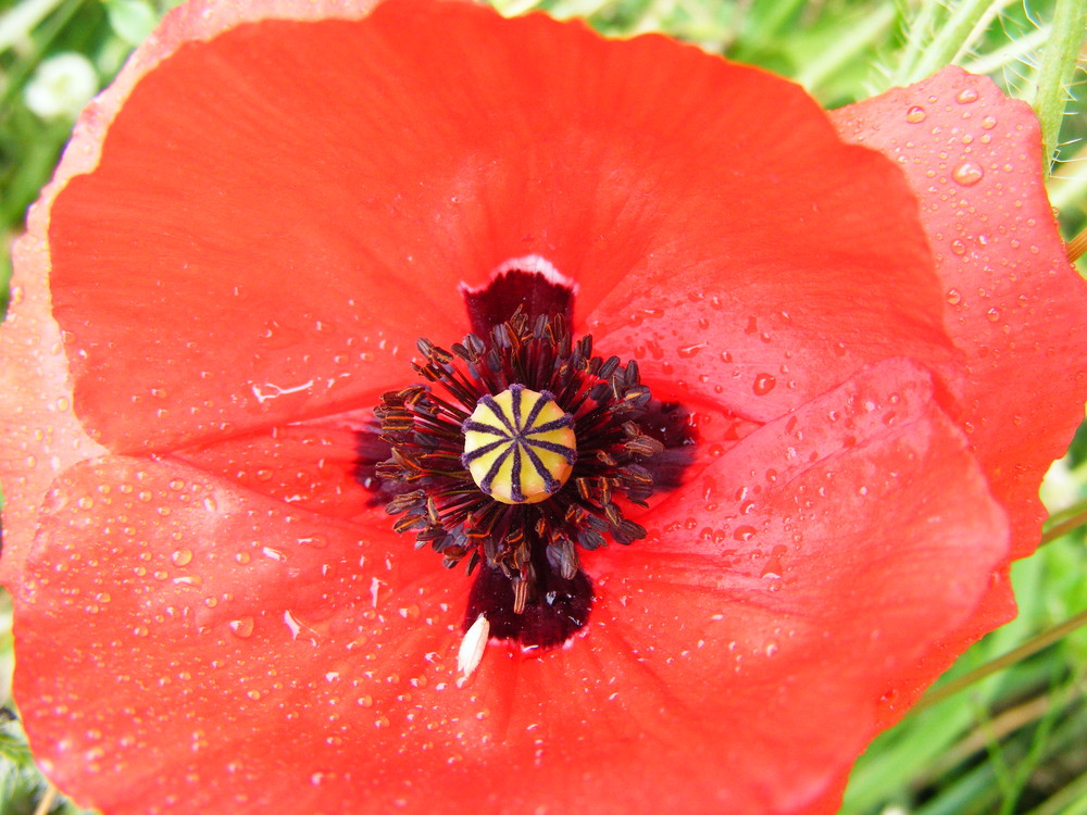 Mohn