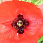 Mohn