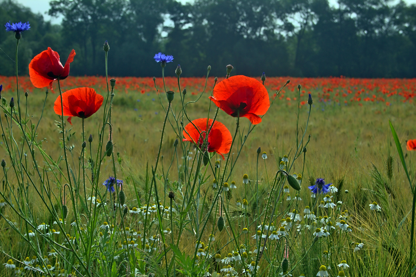 Mohn