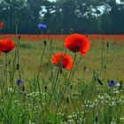 Mohn