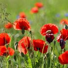 Mohn