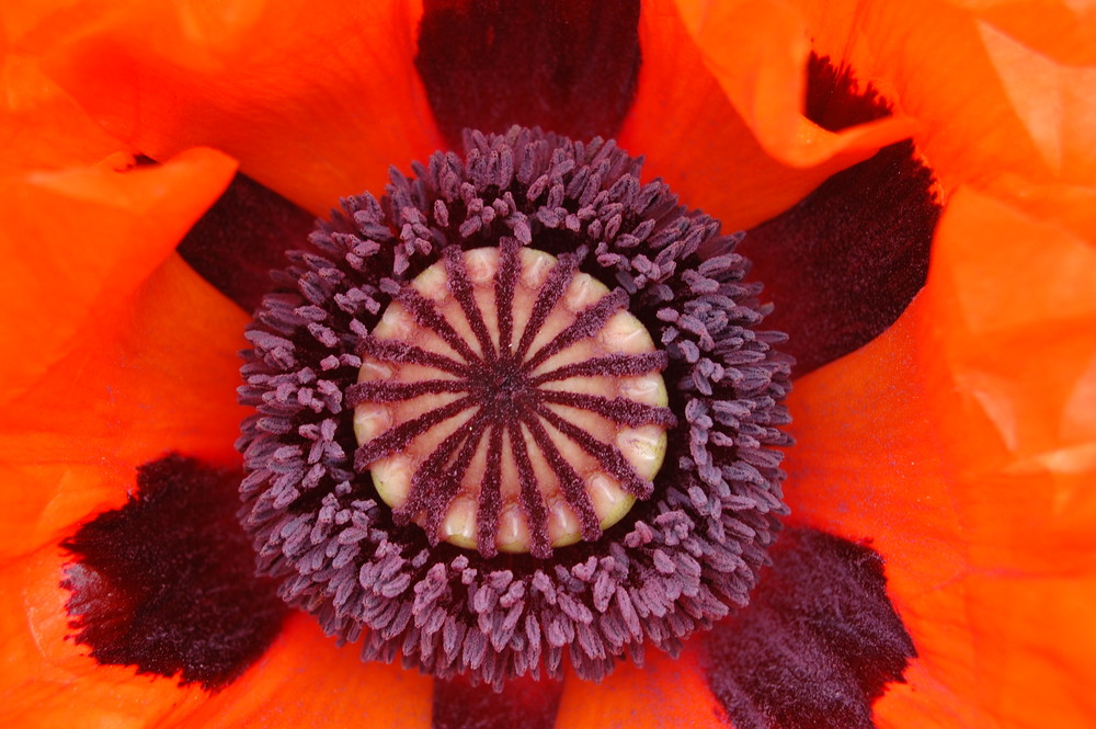 Mohn