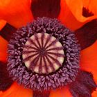 Mohn