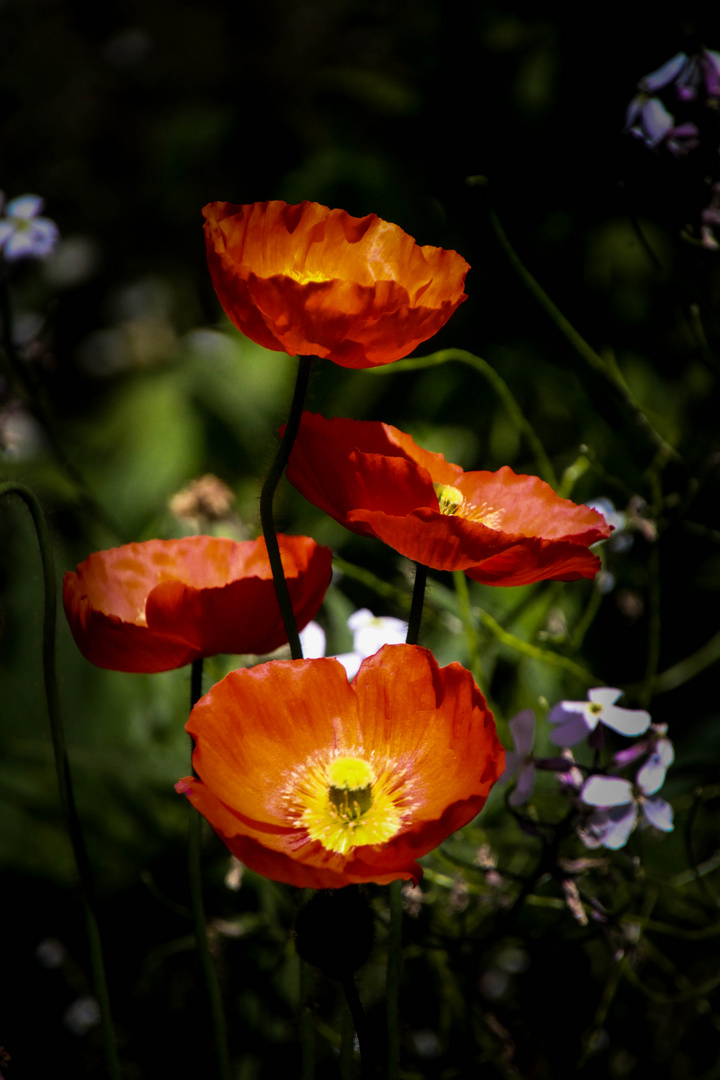 Mohn