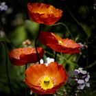 Mohn