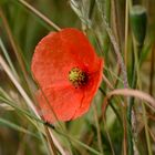 Mohn