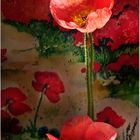 Mohn