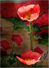 Mohn