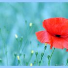 Mohn