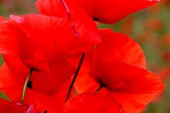 Mohn