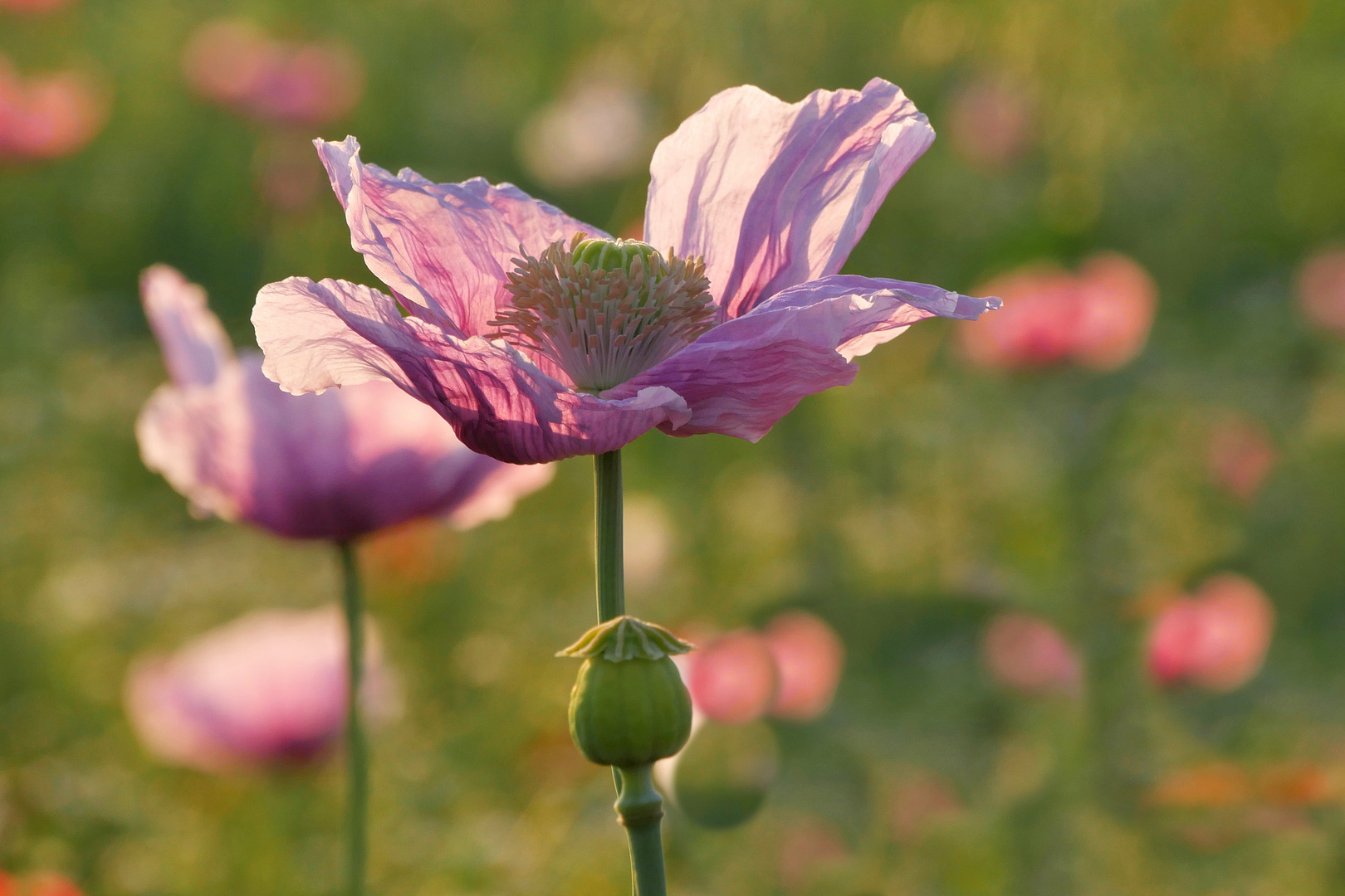 MOHN