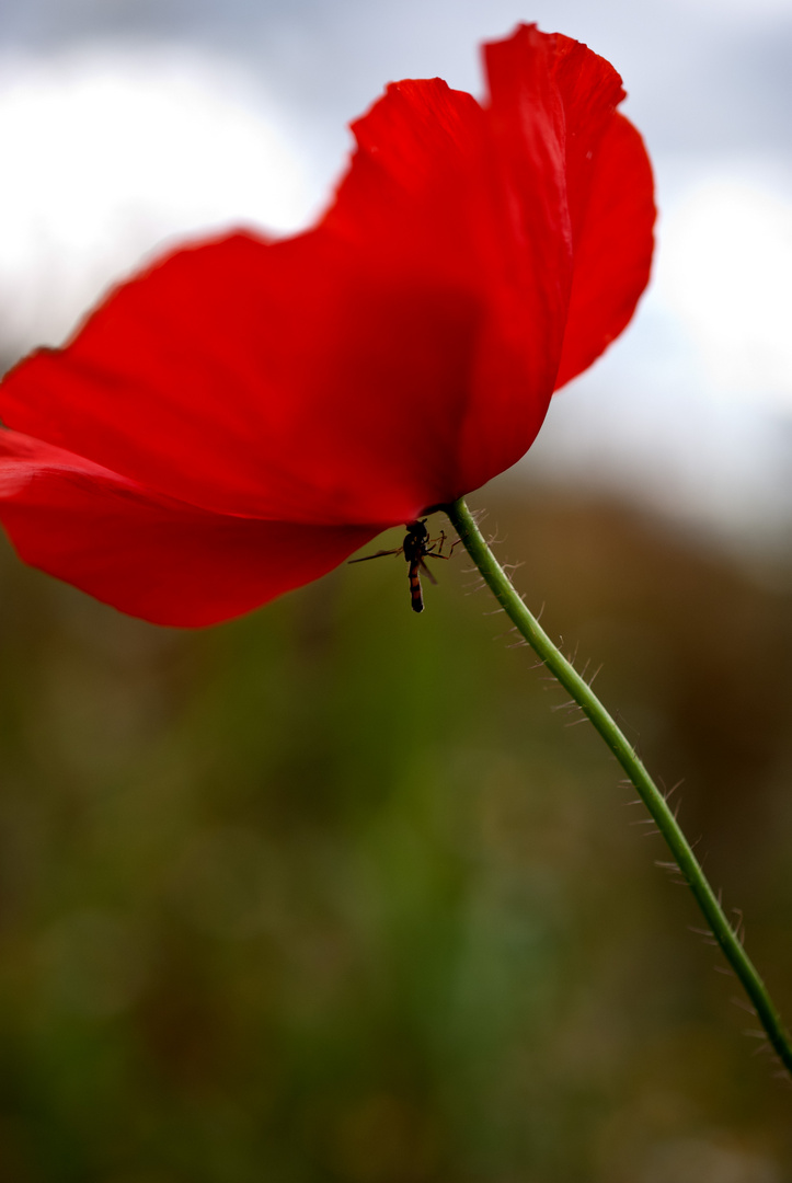 Mohn