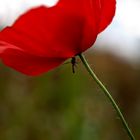 Mohn