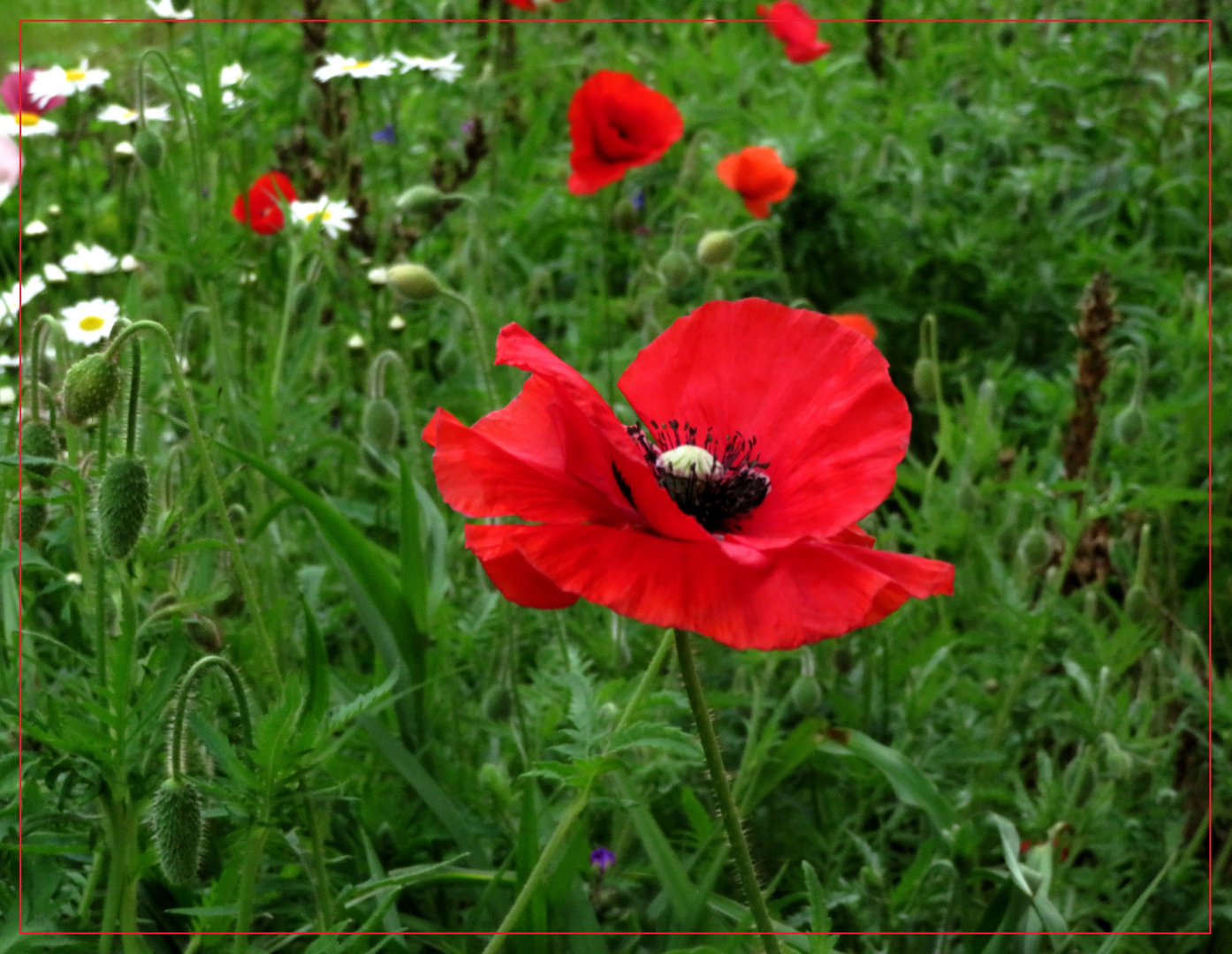 Mohn 