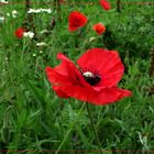 Mohn 