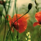 Mohn