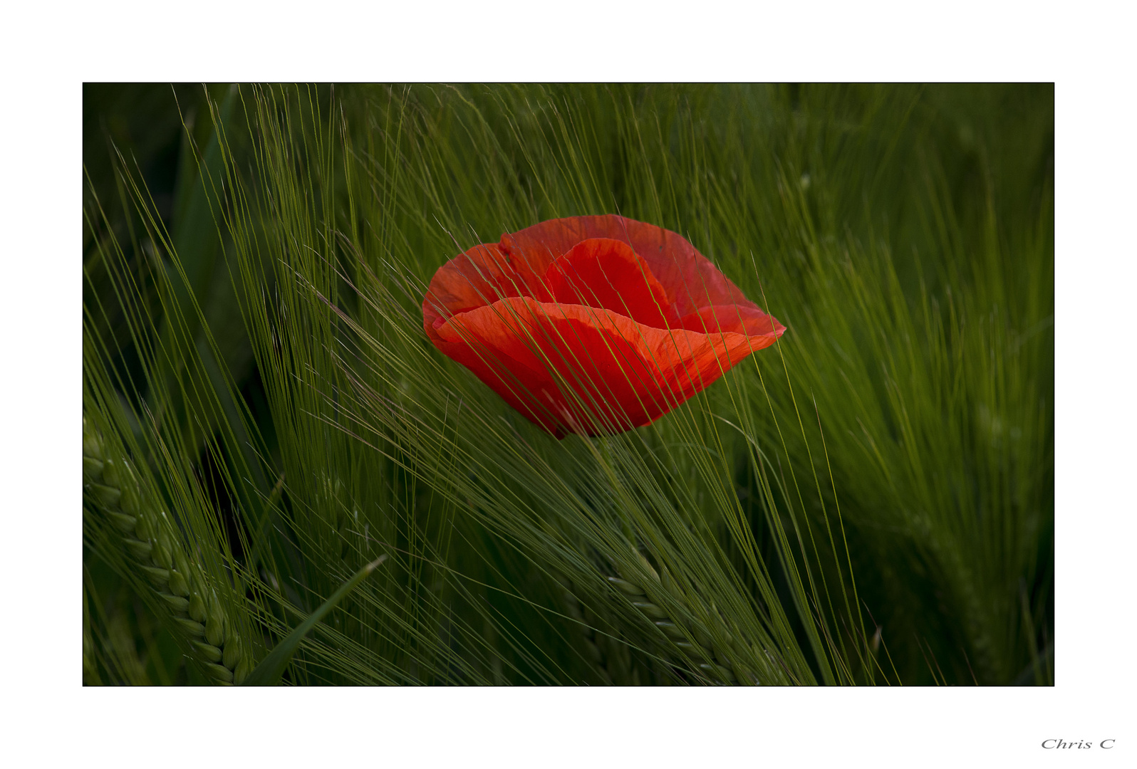  Mohn...  :-)