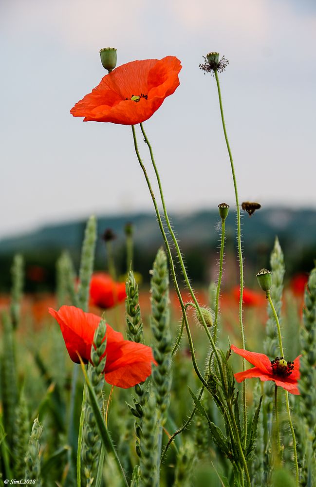 Mohn