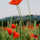 Mohn