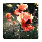 Mohn