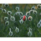 +++MOHN+++