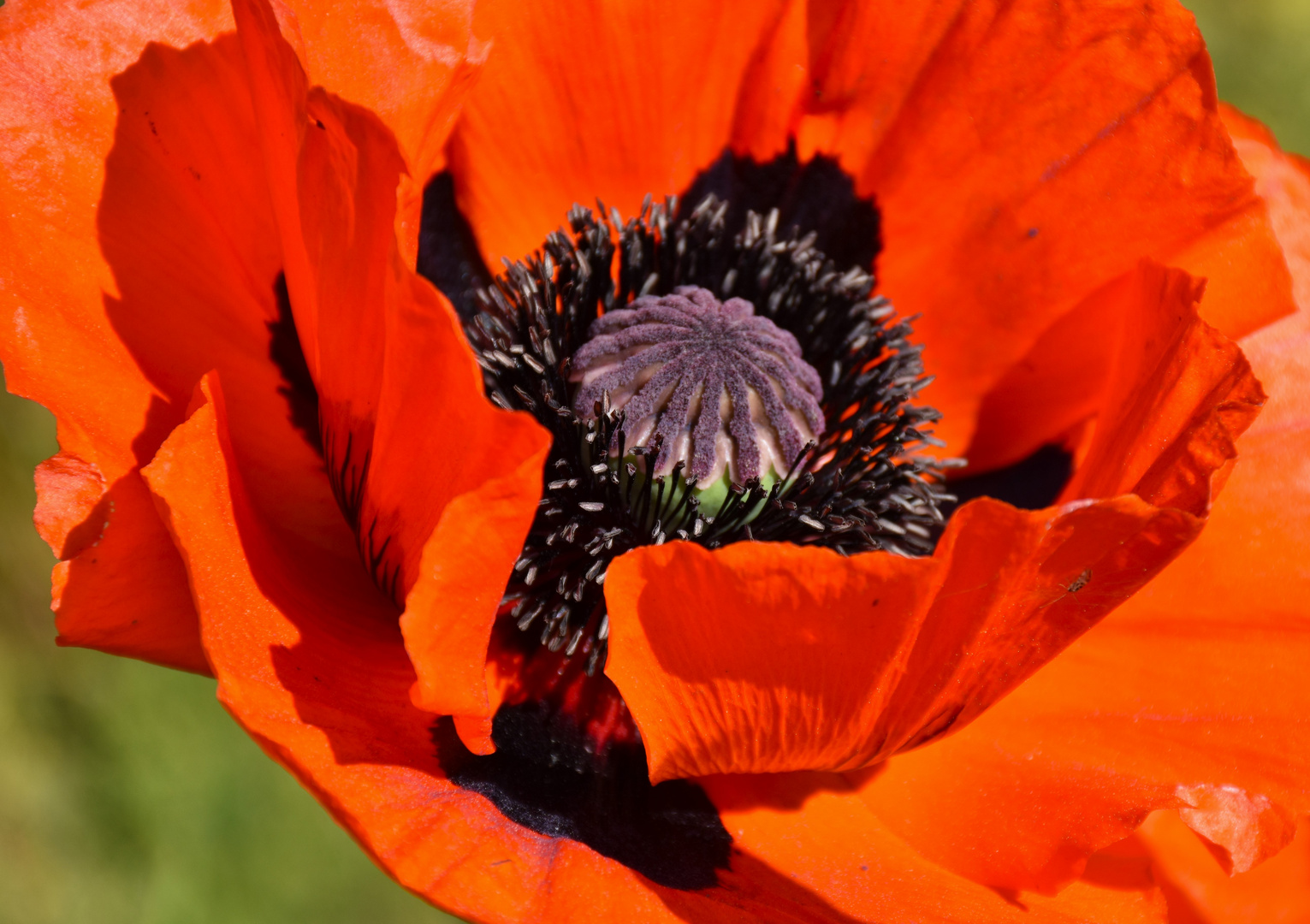 Mohn