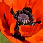 Mohn