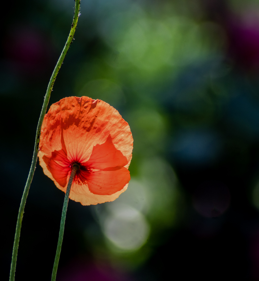 Mohn