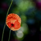 Mohn