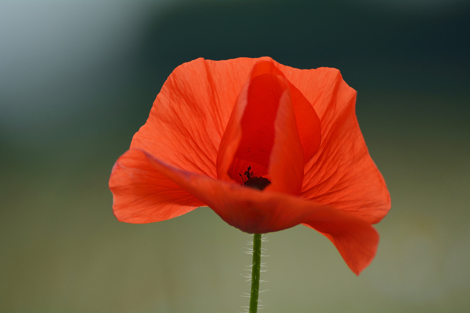 Mohn