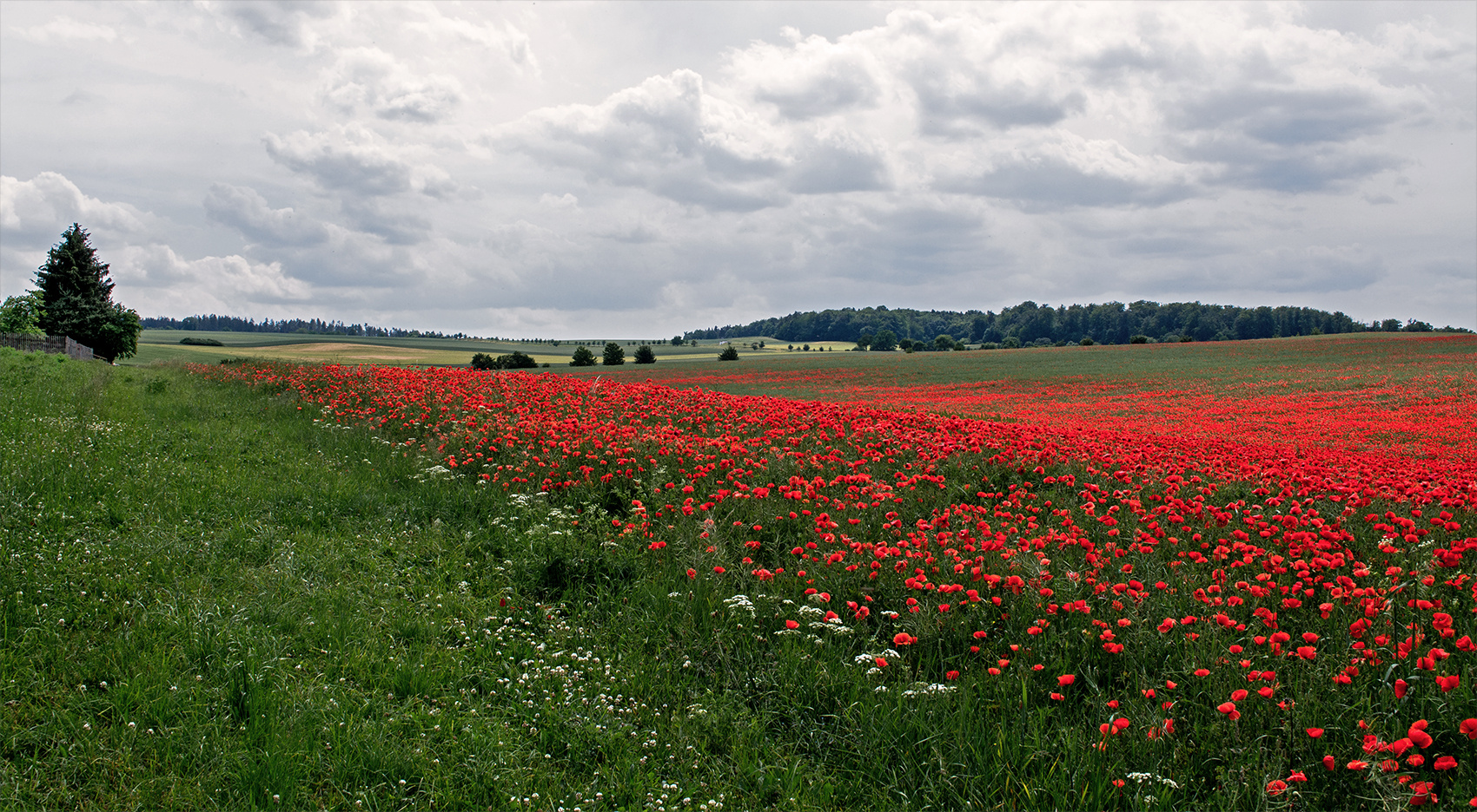 Mohn