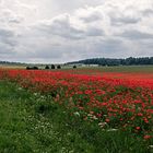 Mohn