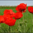 Mohn