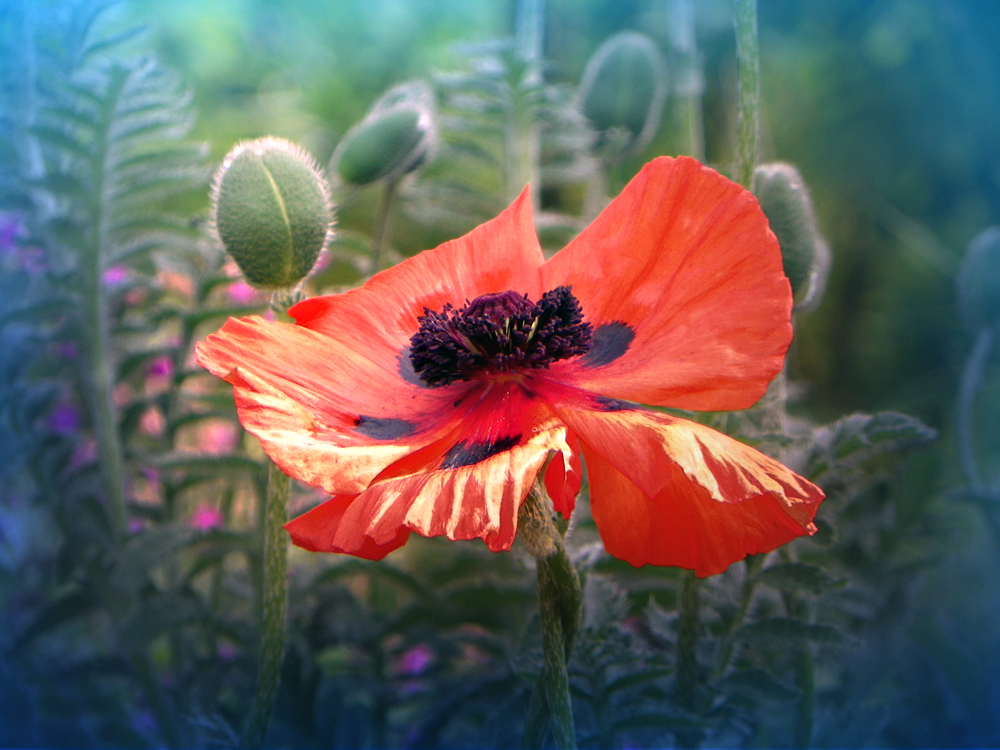 Mohn