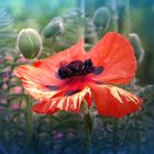 Mohn